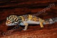 /album/photogallery/dsc-0080-watermarked-jpg/
